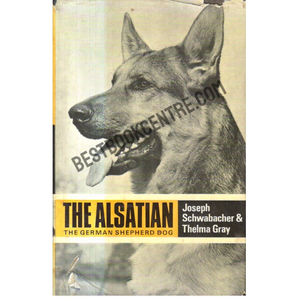 The alsatian the german shepherd dog