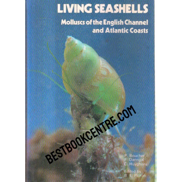 living seashells