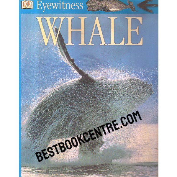 eyewitness whale 