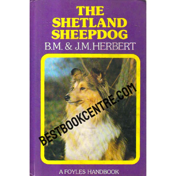 the shetland sheepdog