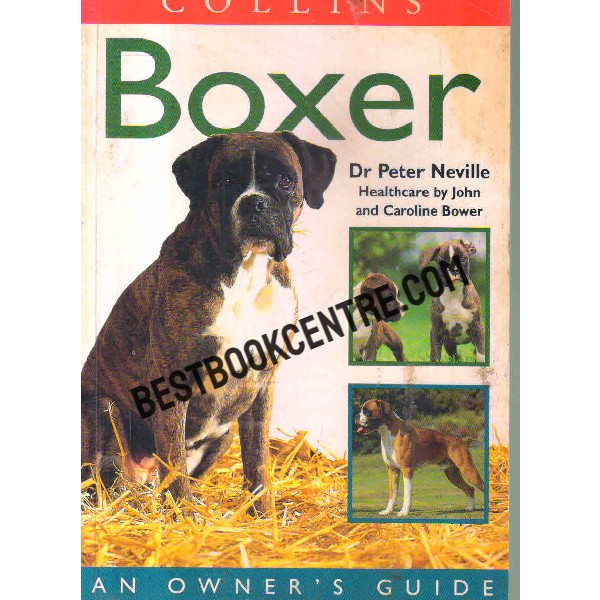 boxer