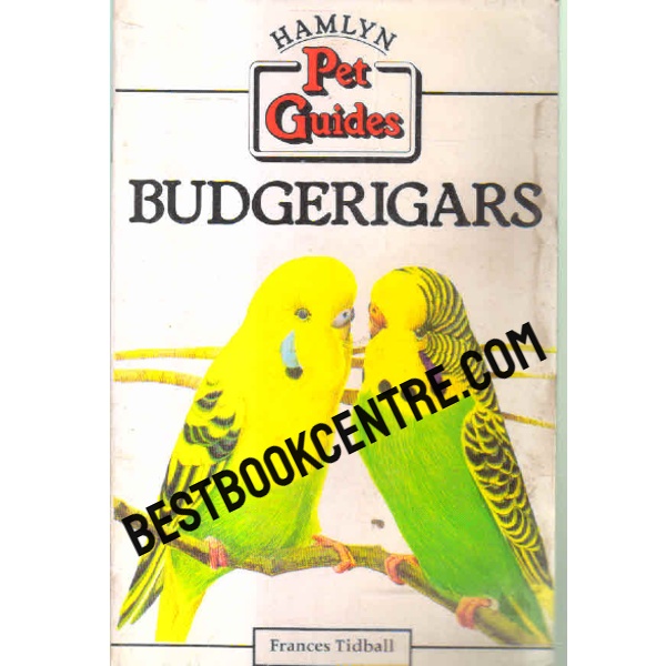 budgerigars 