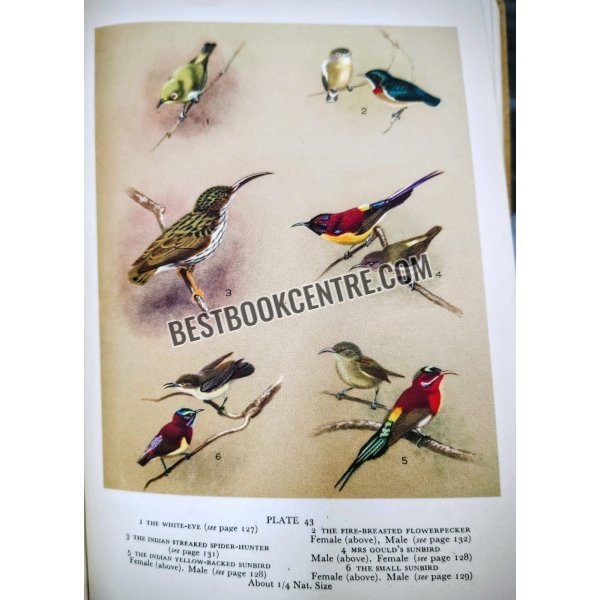 indian hill birds 1st edition 