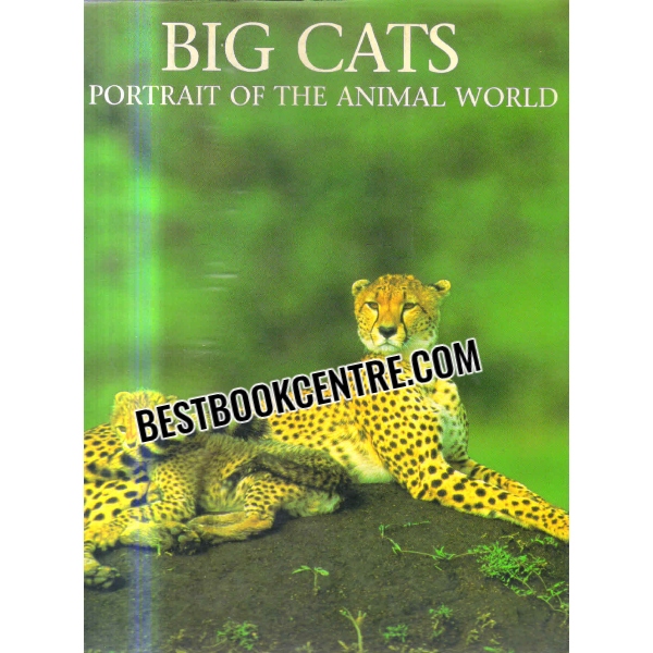 big cats portrait of the animal world 