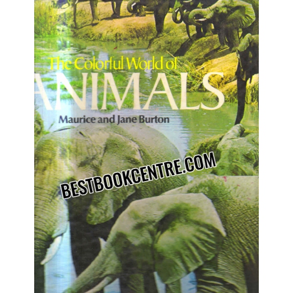 the colorful world of animals