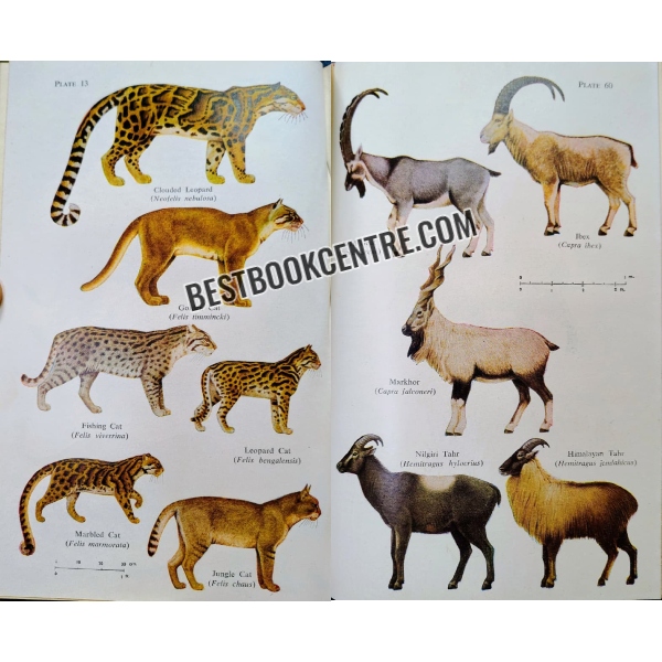 the book of indian animals 