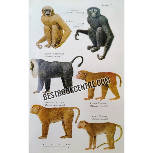 the book of indian animals 