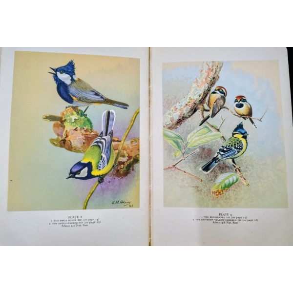 indian hill birds 1st edition 