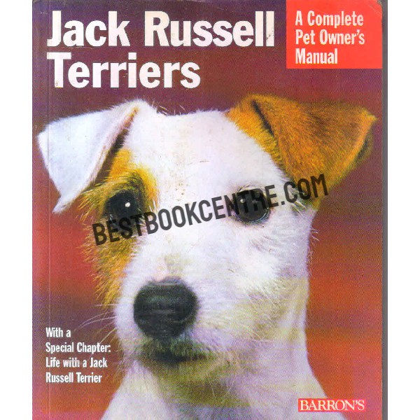 Jack russell terriers