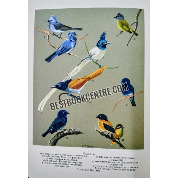 indian hill birds 1st edition 