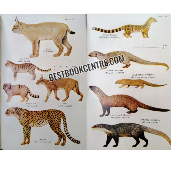 the book of indian animals 