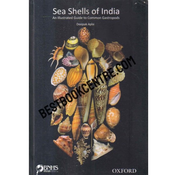 sea shells of india