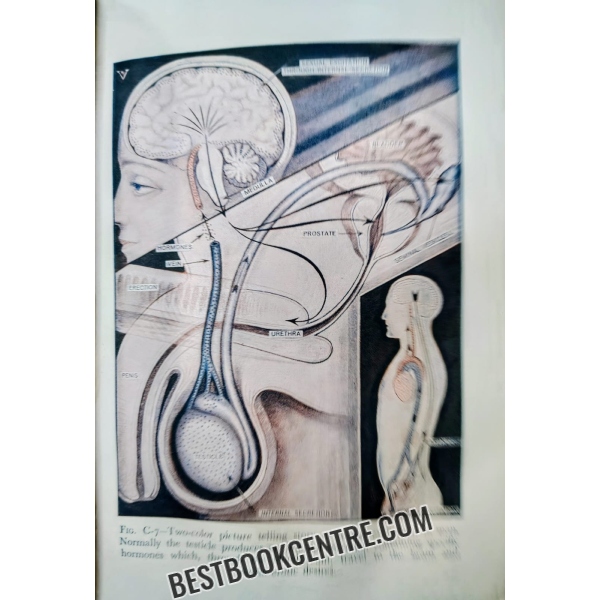 the illustrated encyclopedia of sex