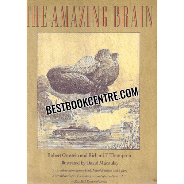 the amazing brain 